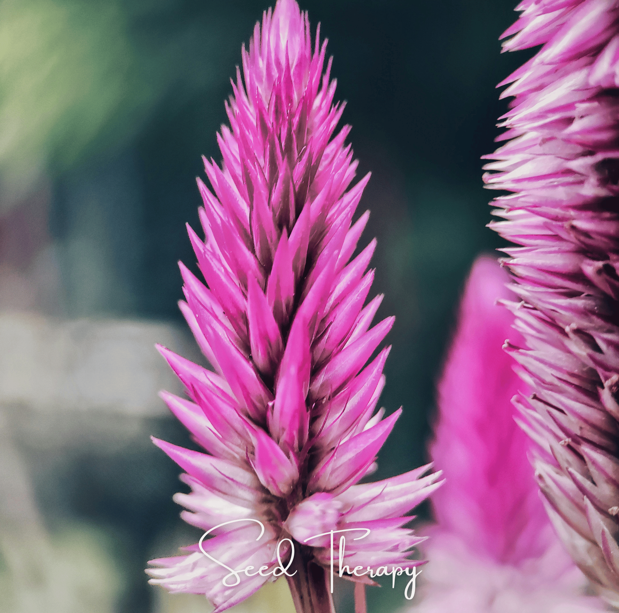 Celosia, Flamingo Feather (Celosia spicata) - 40 Seeds seed packet from Seed Therapy – American - grown, heirloom seeds
