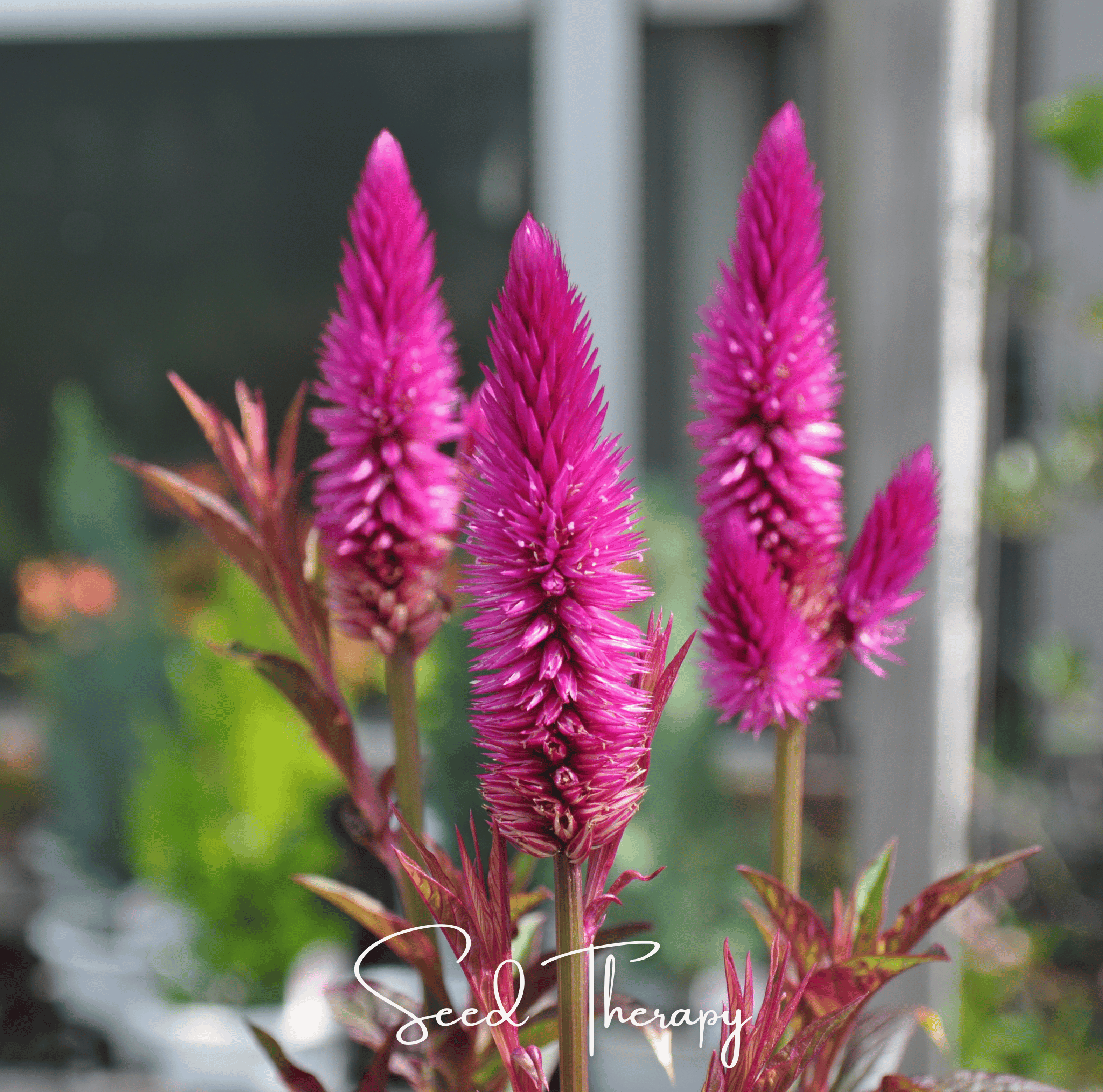 Celosia, Flamingo Feather (Celosia spicata) - 40 Seeds seed packet from Seed Therapy – American - grown, heirloom seeds