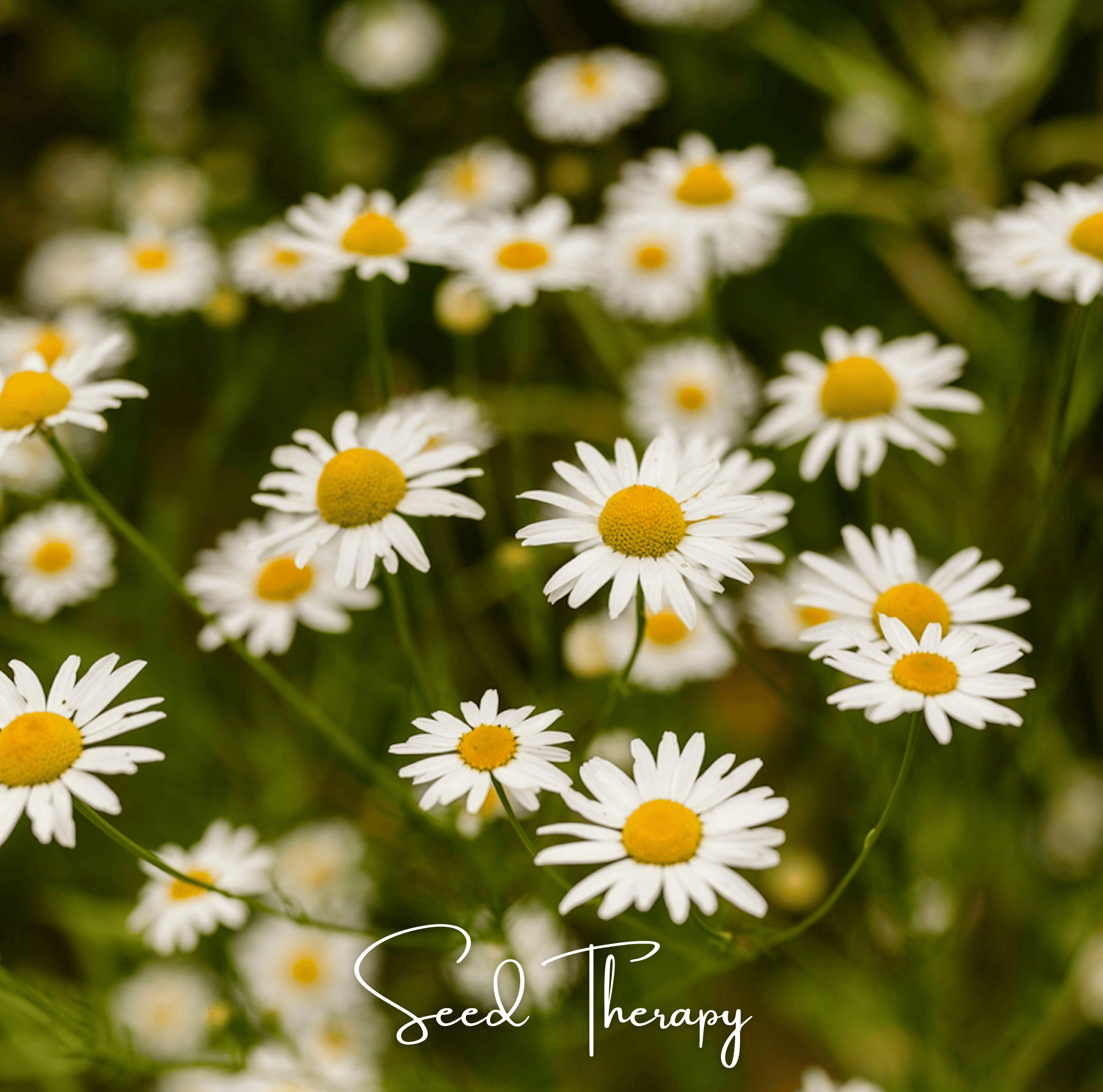 Chamomile, Roman (Anthemis nobilis) - 300 Seeds seed packet from Seed Therapy – American - grown, heirloom seeds