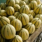 Charentais Melon – 50 Seeds seed packet from Seed Therapy – American-grown, heirloom seeds