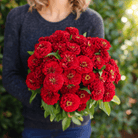 Cherry Queen Zinnia – 100 Seeds seed packet from Seed Therapy – American - grown, heirloom seeds