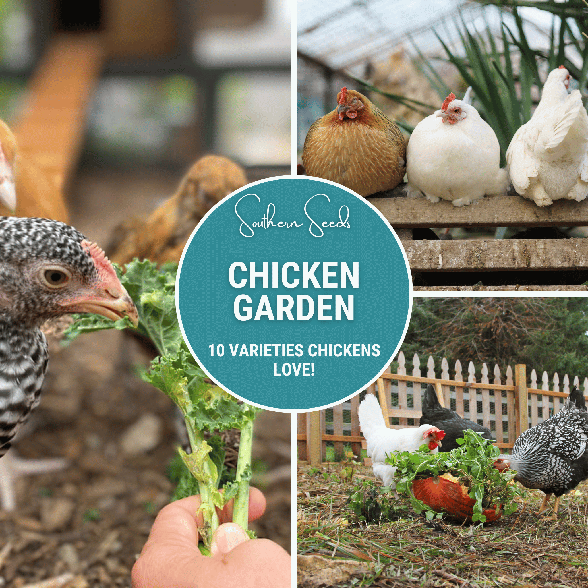 seeds to plant for chickens Chicken Treats Seed Collection – 10 Varieties