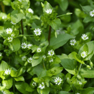Chickweed - 40 seeds seed packet from Seed Therapy – American - grown, heirloom seeds