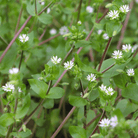 Chickweed - 40 seeds seed packet from Seed Therapy – American - grown, heirloom seeds
