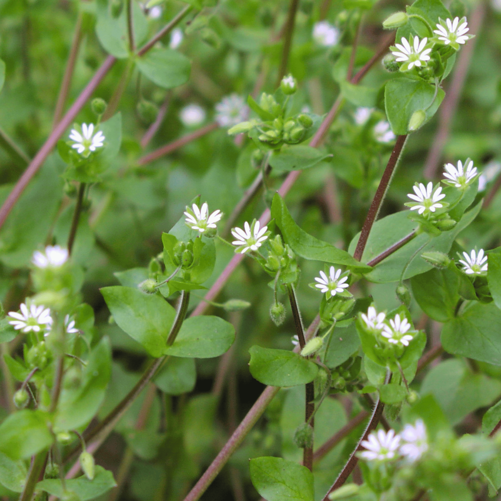 Chickweed - 40 seeds seed packet from Seed Therapy – American - grown, heirloom seeds