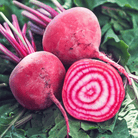 Chioggia Beet – 100 Seeds seed packet from Seed Therapy – American - grown, heirloom seeds