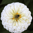 Citrus Cream Zinnia – 100 Seeds seed packet from Seed Therapy – American - grown, heirloom seeds