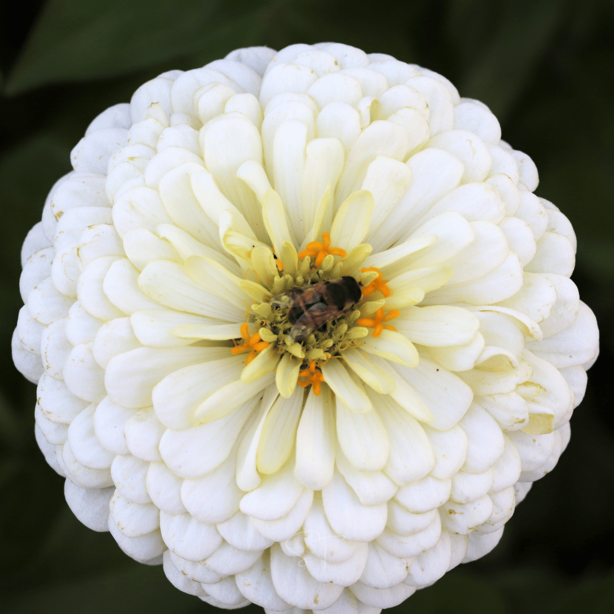 Citrus Cream Zinnia – 100 Seeds seed packet from Seed Therapy – American - grown, heirloom seeds