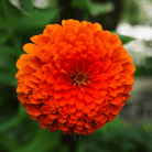 Citrus Cream Zinnia – 100 Seeds seed packet from Seed Therapy – American - grown, heirloom seeds