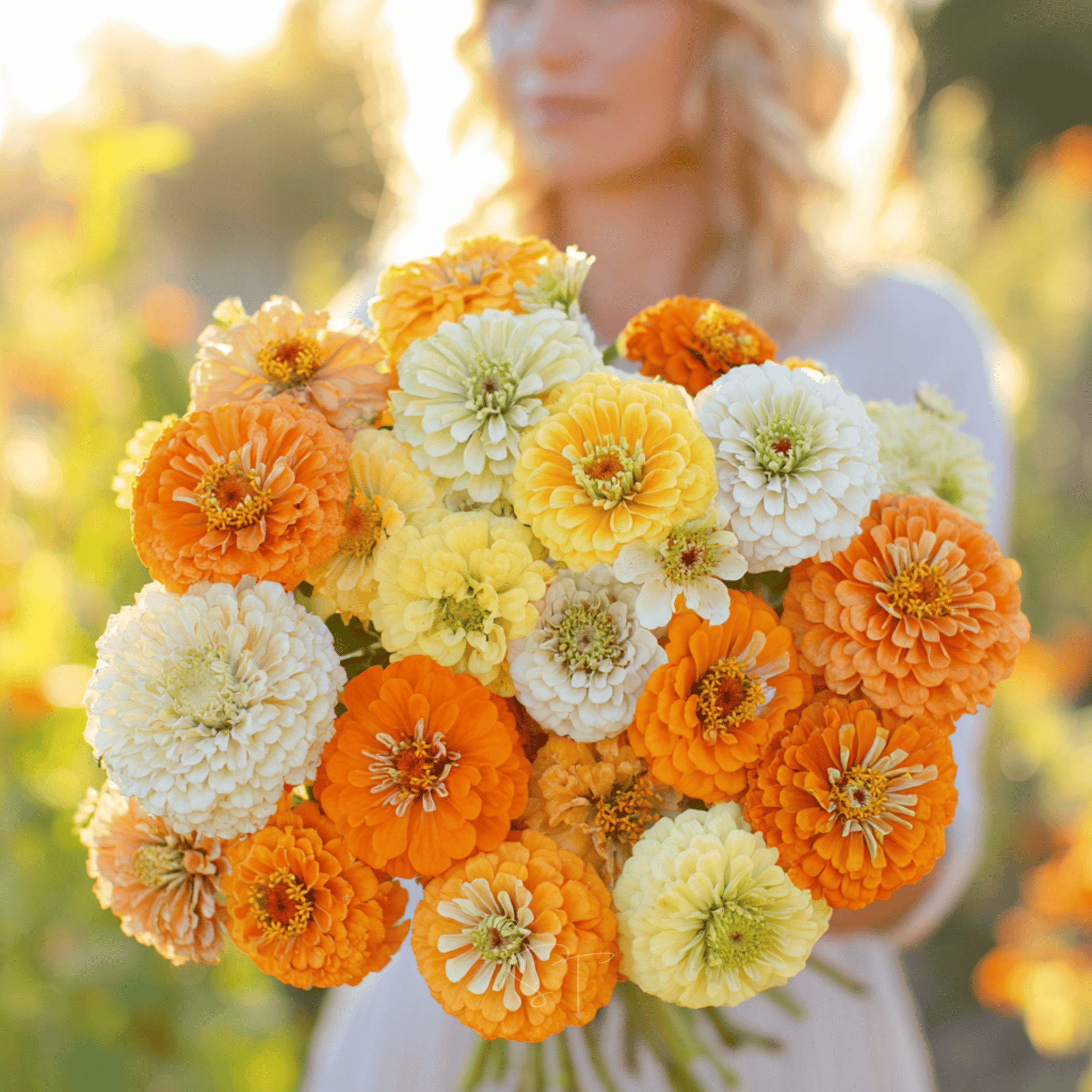 【サリー】クリーム citrus-cream-zinnia-100-seeds-