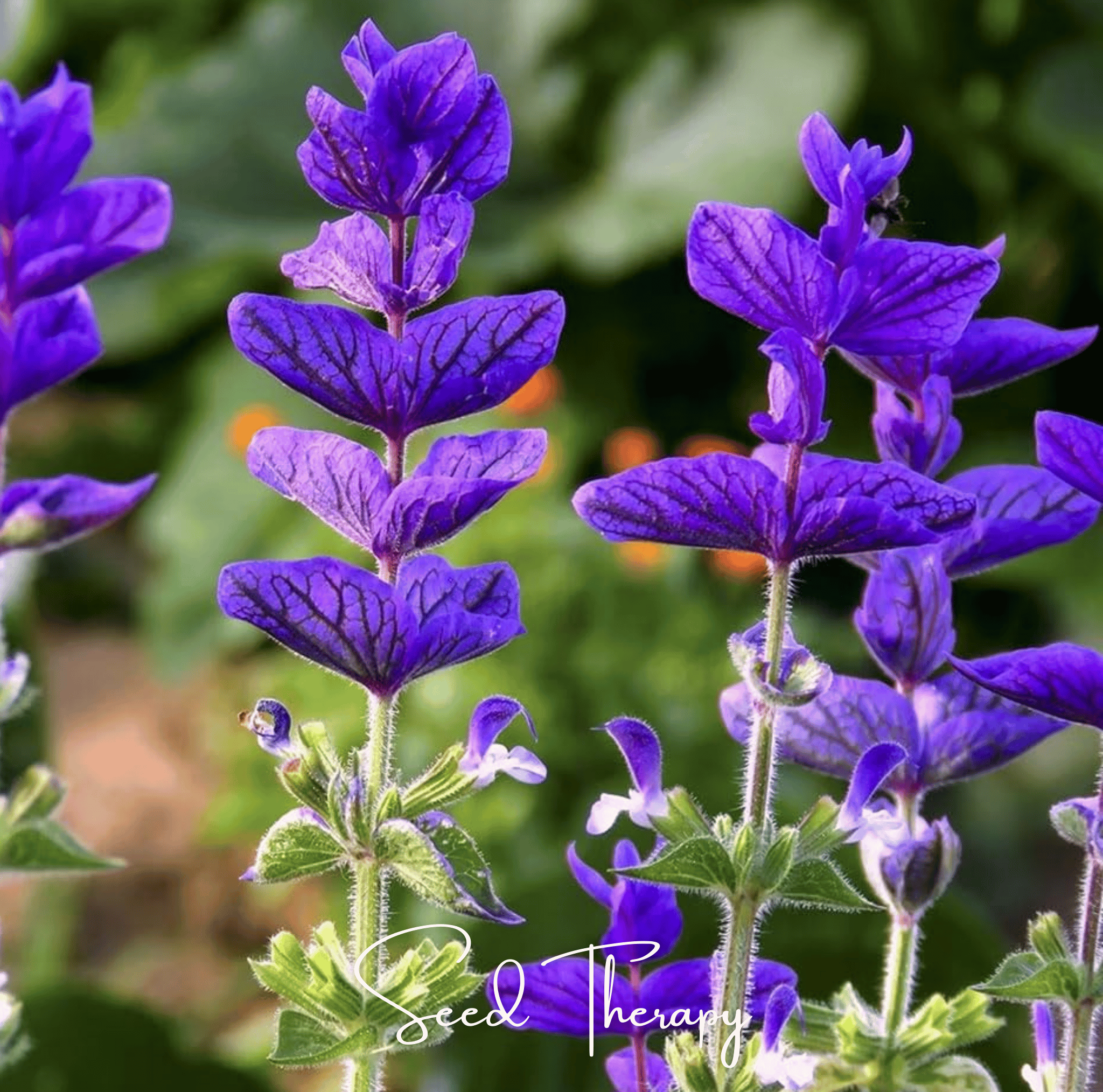 Clary Sage, Blue Monday (Salvia horminum) - 50 Seeds seed packet from Seed Therapy – American - grown, heirloom seeds