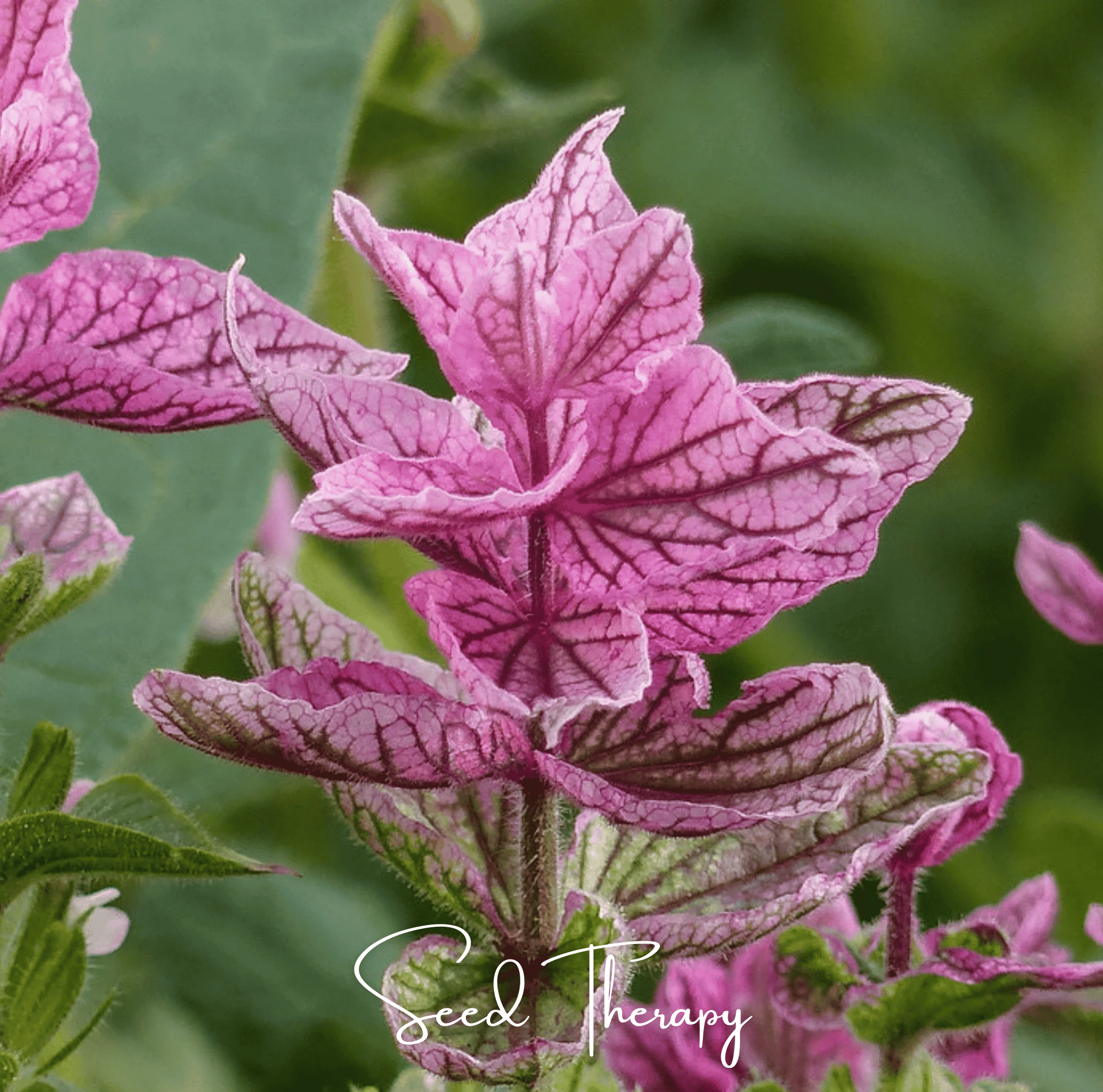 pink flower seeds Clary Sage, Pink Sundae (Salvia horminum) - 50 Seeds
