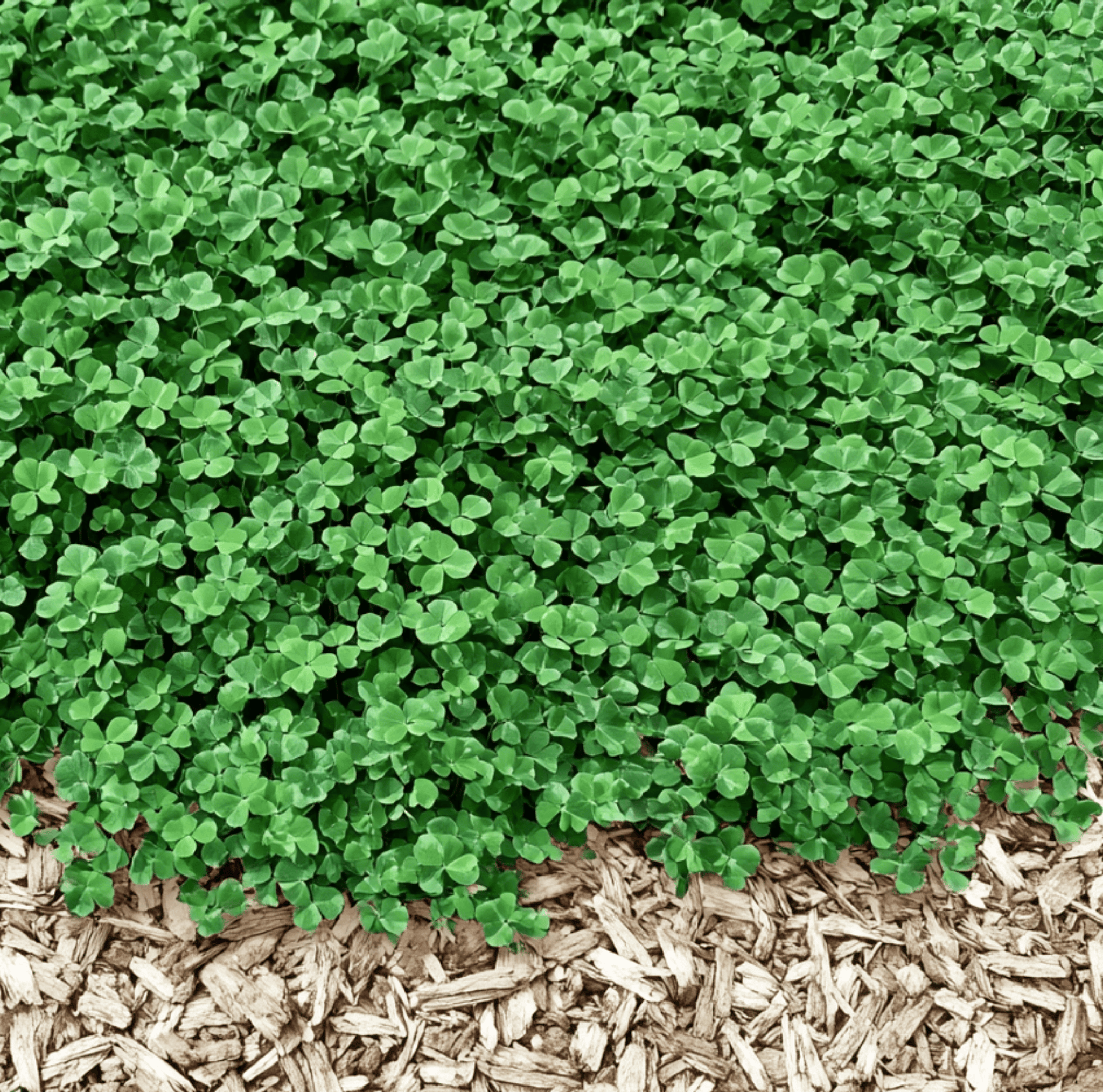 Clover, Micro (Mini) - 10,000 Seeds seed packet from Seed Therapy – American - grown, heirloom seeds
