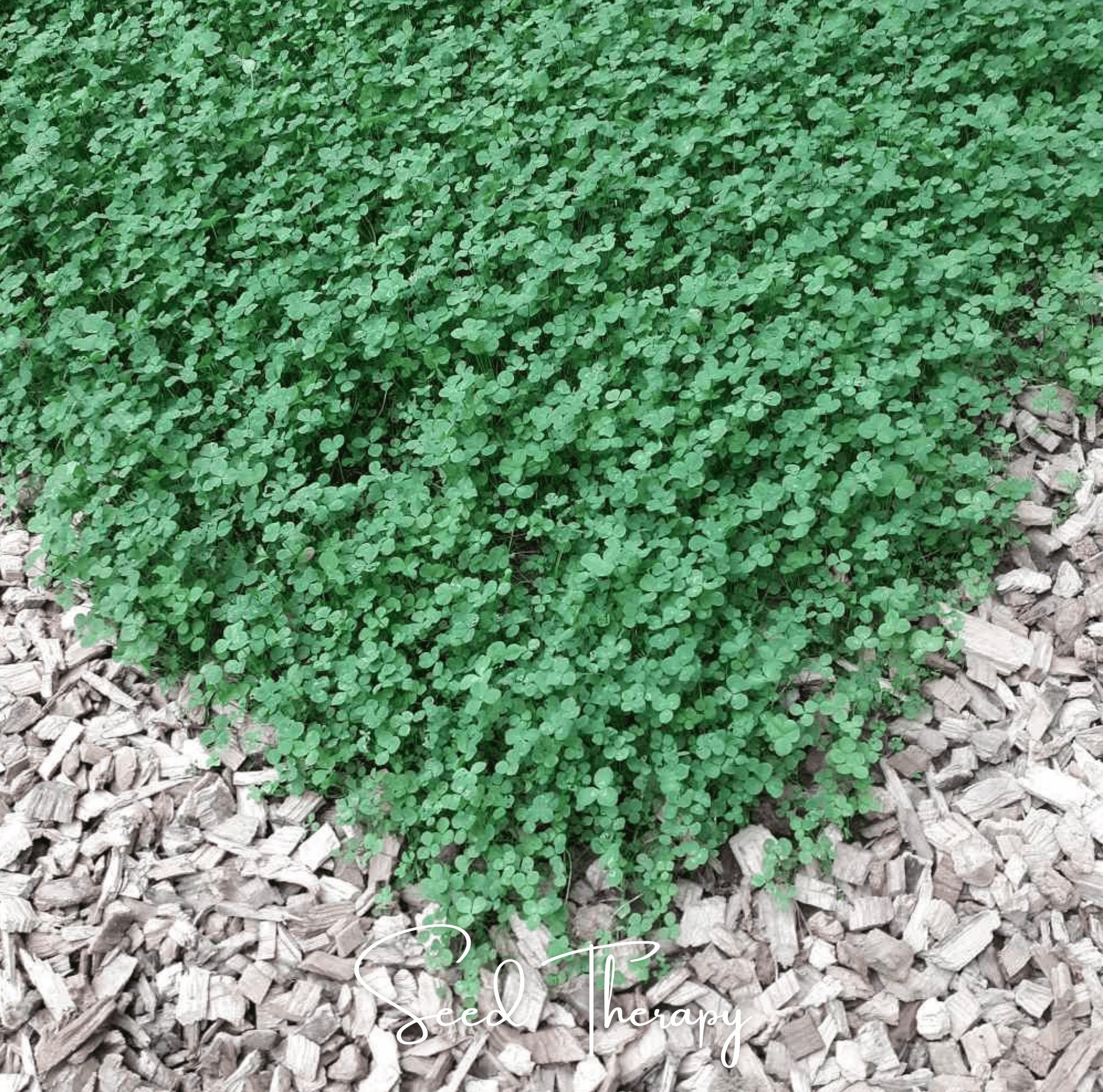 Clover, Micro (Mini) - 10,000 Seeds seed packet from Seed Therapy – American - grown, heirloom seeds