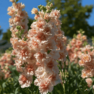 Column Stock Apricot - 50 Seeds seed packet from Seed Therapy – American - grown, heirloom seeds