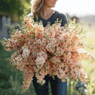 Column Stock Apricot - 50 Seeds seed packet from Seed Therapy – American - grown, heirloom seeds