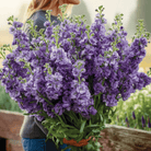 Column Stock Miracle Blue Mid – 50 Seeds seed packet from Seed Therapy – American - grown, heirloom seeds
