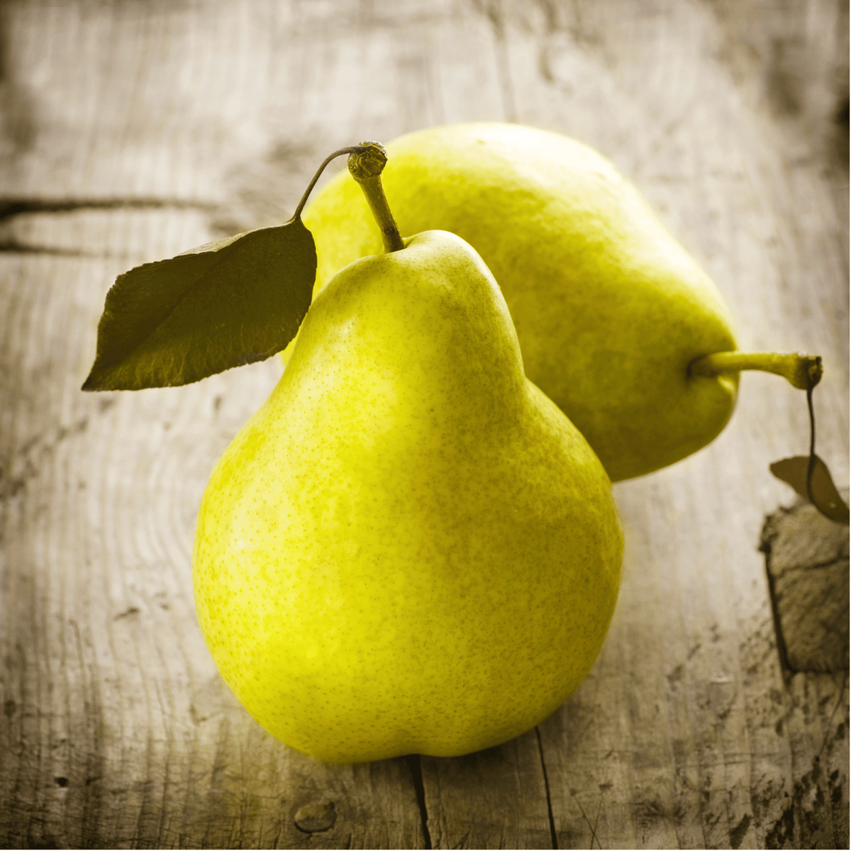 Common Pear - 25 Seeds seed packet from Seed Therapy – American-grown, heirloom seeds