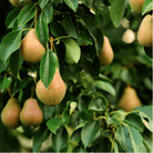 Common Pear - 25 Seeds seed packet from Seed Therapy – American-grown, heirloom seeds