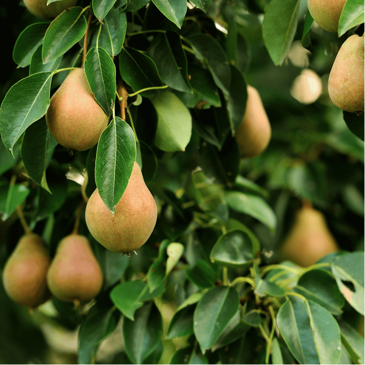 Common Pear - 25 Seeds seed packet from Seed Therapy – American-grown, heirloom seeds