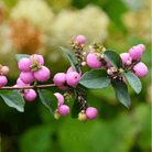 Coralberry – 30 Seeds seed packet from Seed Therapy – American - grown, heirloom seeds