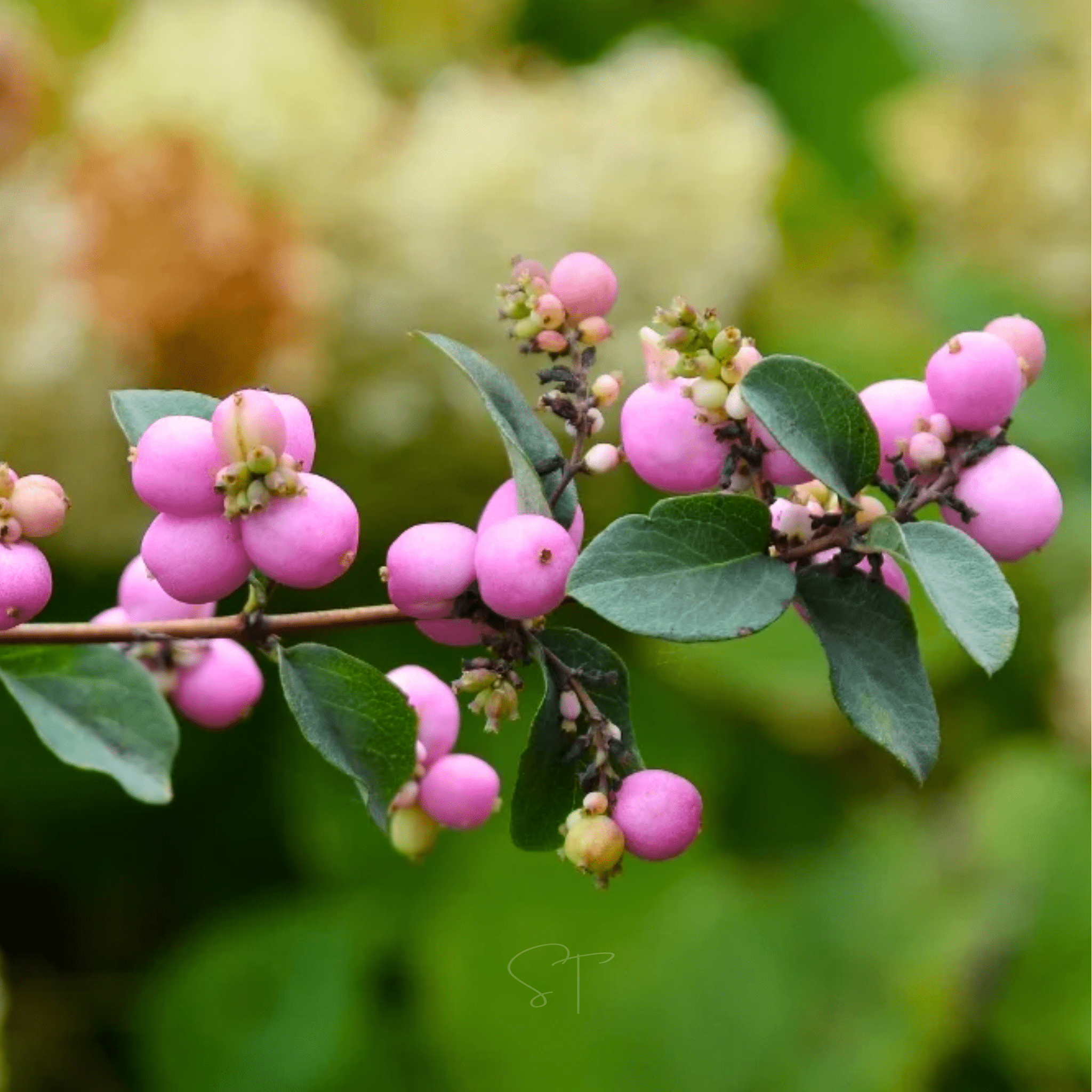 Coralberry – 30 Seeds seed packet from Seed Therapy – American - grown, heirloom seeds