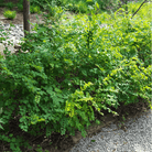 Coralberry – 30 Seeds seed packet from Seed Therapy – American - grown, heirloom seeds