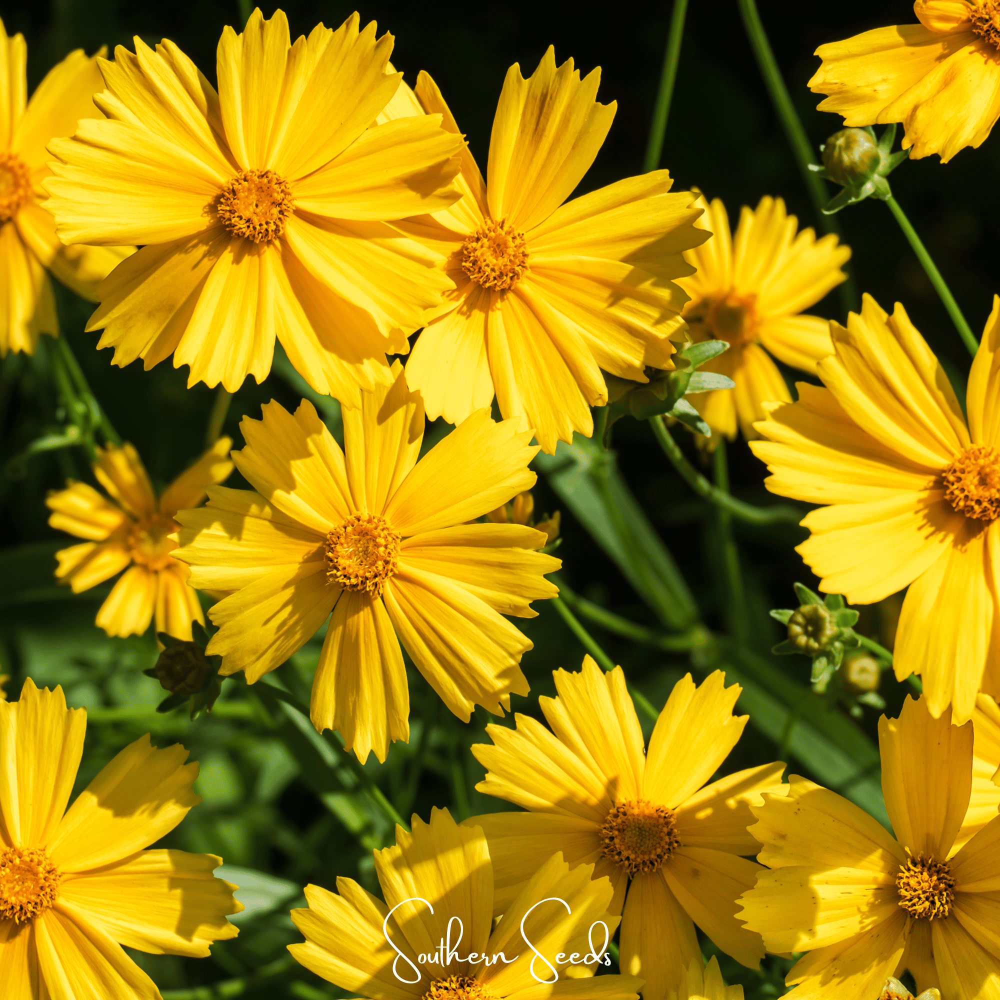 coreopsis flower seeds Lance Leaf Coreopsis – 100 Seeds