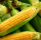 Corn, Kandy Korn (Zea mays) - 60 Seeds seed packet from Seed Therapy – American - grown, heirloom seeds