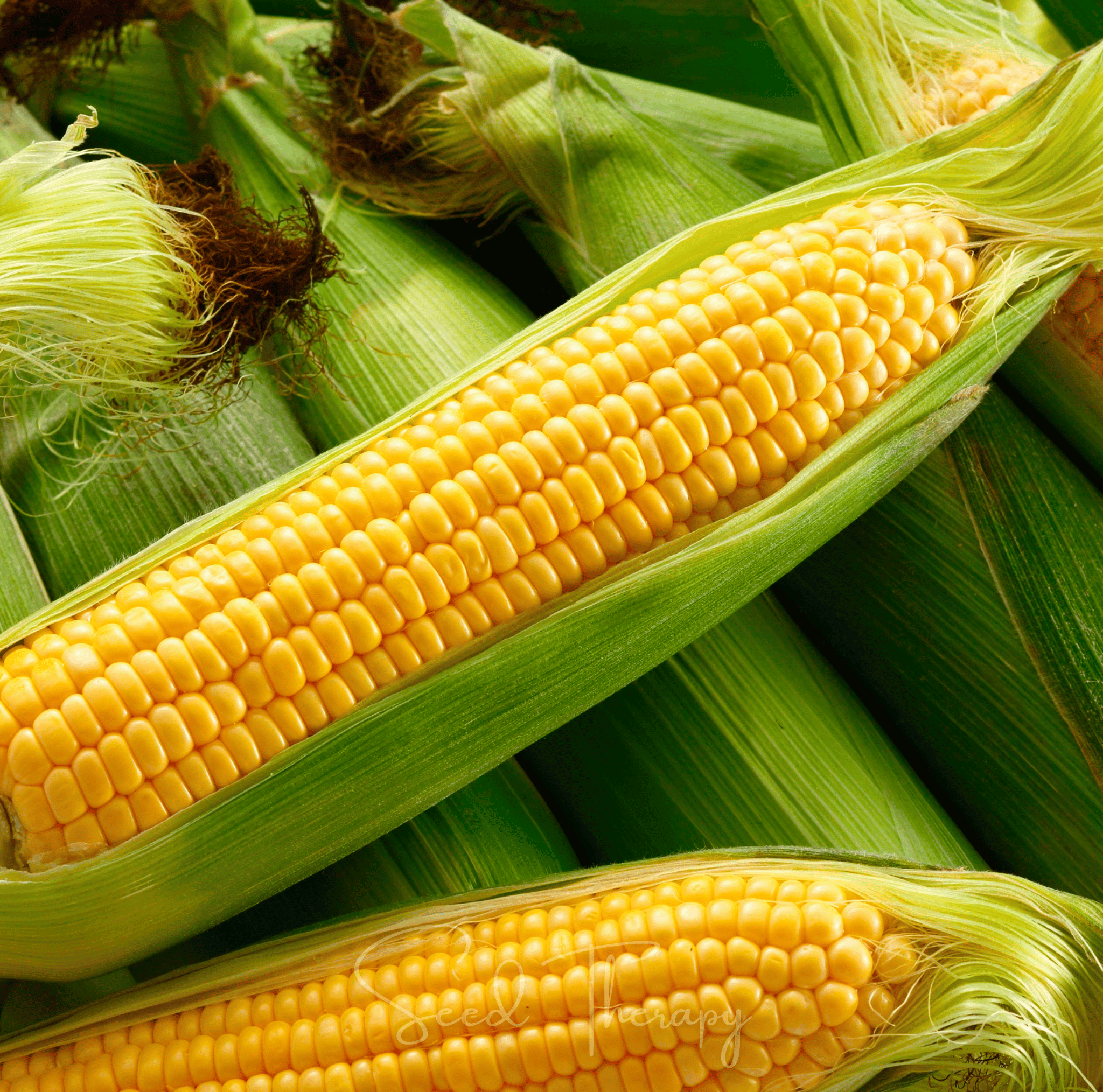Corn, Kandy Korn (Zea mays) - 60 Seeds seed packet from Seed Therapy – American - grown, heirloom seeds