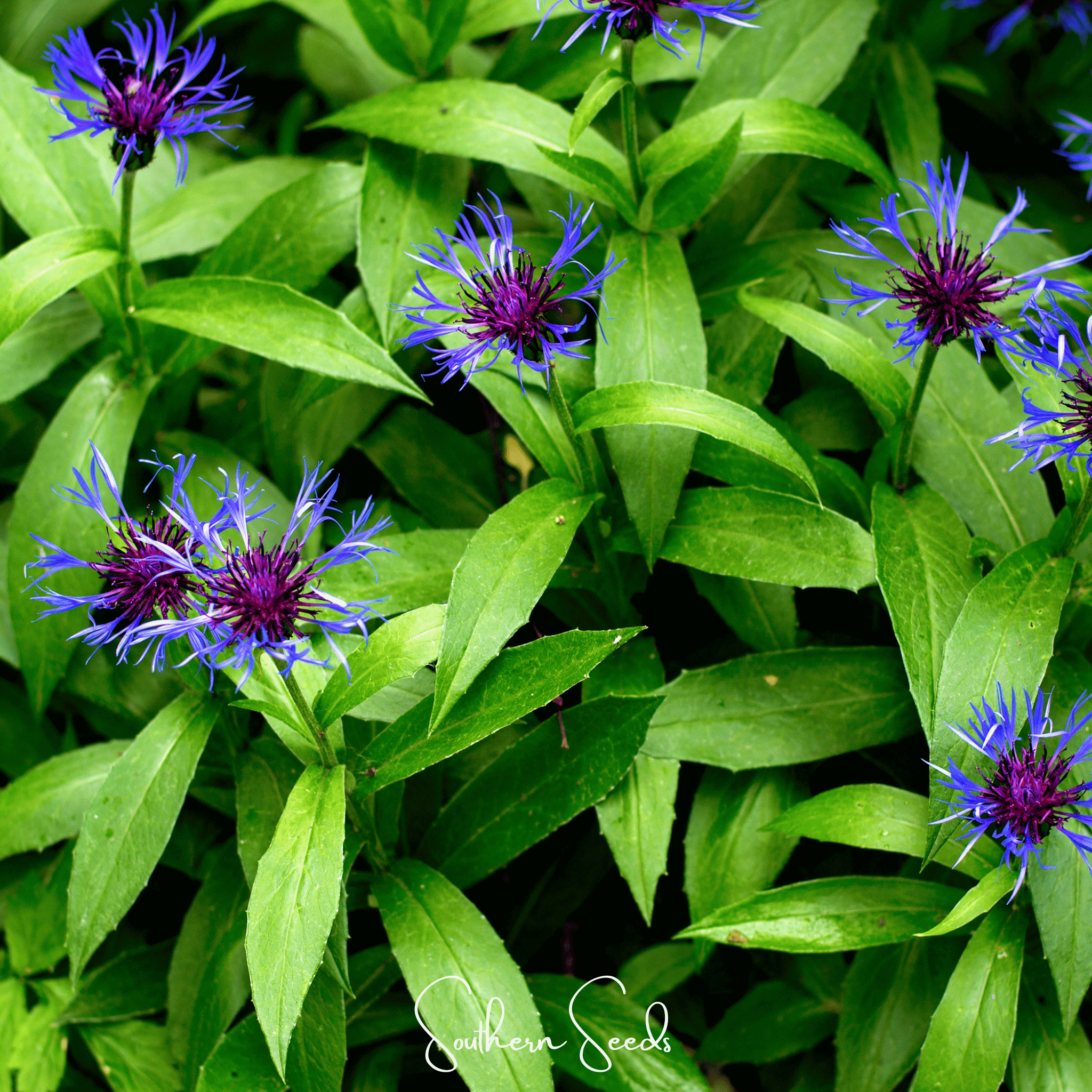 corn flower seeds Montana Cornflower – 30 Seeds