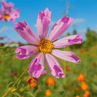 Cosmos, Sea Shells (Cosmos bipinnatus) - 100 Seeds seed packet from Seed Therapy – American - grown, heirloom seeds