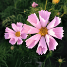 Cosmos, Sea Shells (Cosmos bipinnatus) - 100 Seeds seed packet from Seed Therapy – American - grown, heirloom seeds