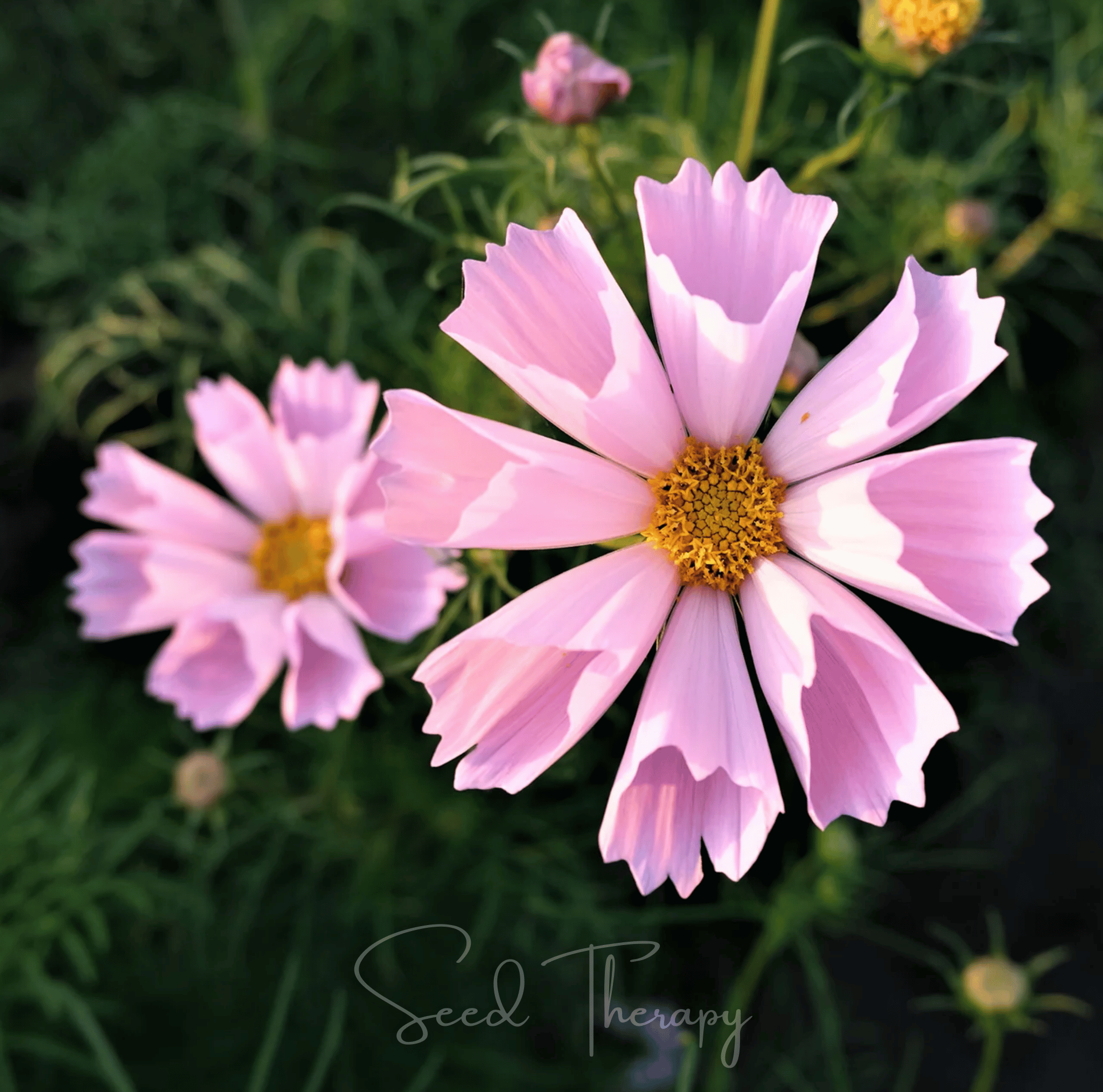 Cosmos, Sea Shells (Cosmos bipinnatus) - 100 Seeds seed packet from Seed Therapy – American - grown, heirloom seeds