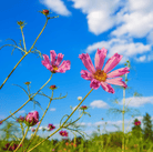 Cosmos, Sea Shells (Cosmos bipinnatus) - 100 Seeds seed packet from Seed Therapy – American - grown, heirloom seeds