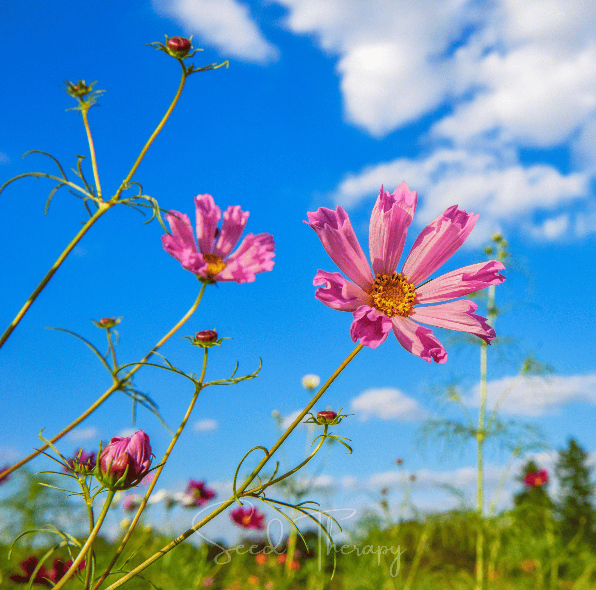 Cosmos, Sea Shells (Cosmos bipinnatus) - 100 Seeds seed packet from Seed Therapy – American - grown, heirloom seeds