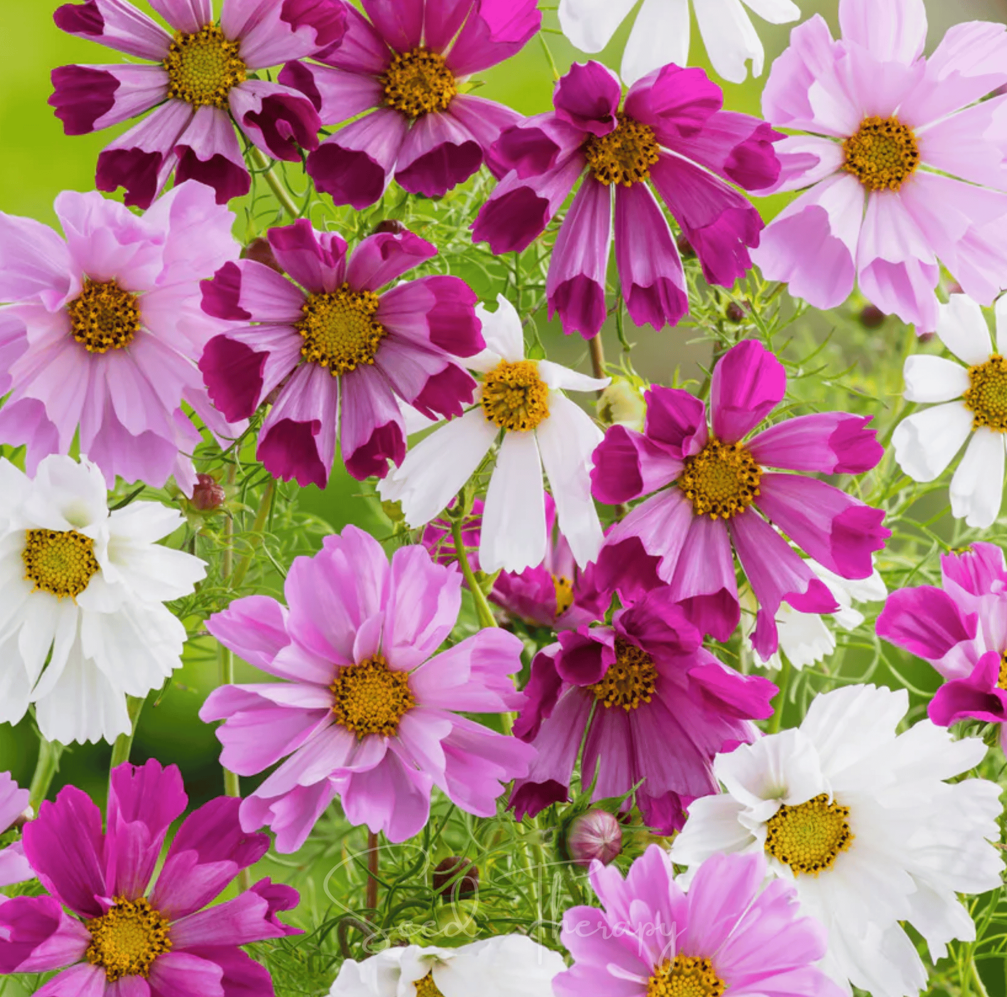 Cosmos, Sea Shells (Cosmos bipinnatus) - 100 Seeds seed packet from Seed Therapy – American - grown, heirloom seeds