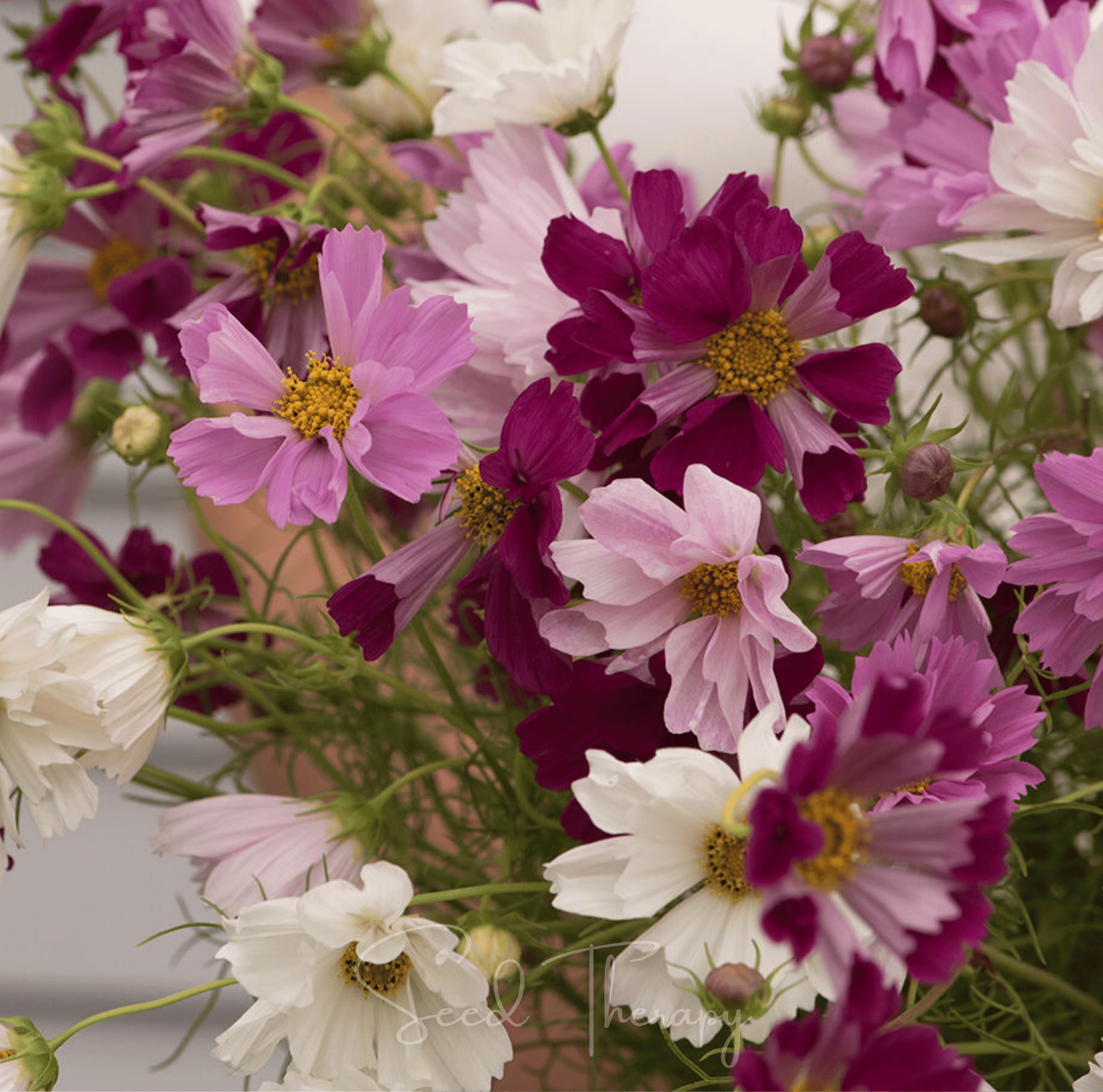 Cosmos, Sea Shells (Cosmos bipinnatus) - 100 Seeds seed packet from Seed Therapy – American - grown, heirloom seeds