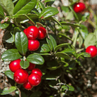 Cranberry, American – 50 Seeds seed packet from Seed Therapy – American - grown, heirloom seeds