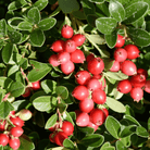 Cranberry, American – 50 Seeds seed packet from Seed Therapy – American - grown, heirloom seeds