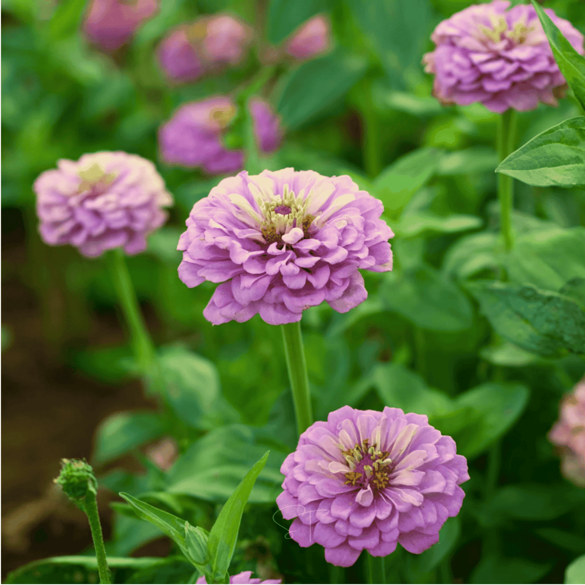 Cranberry Swirl Zinnia – 100 Seeds seed packet from Seed Therapy – American-grown, heirloom seeds