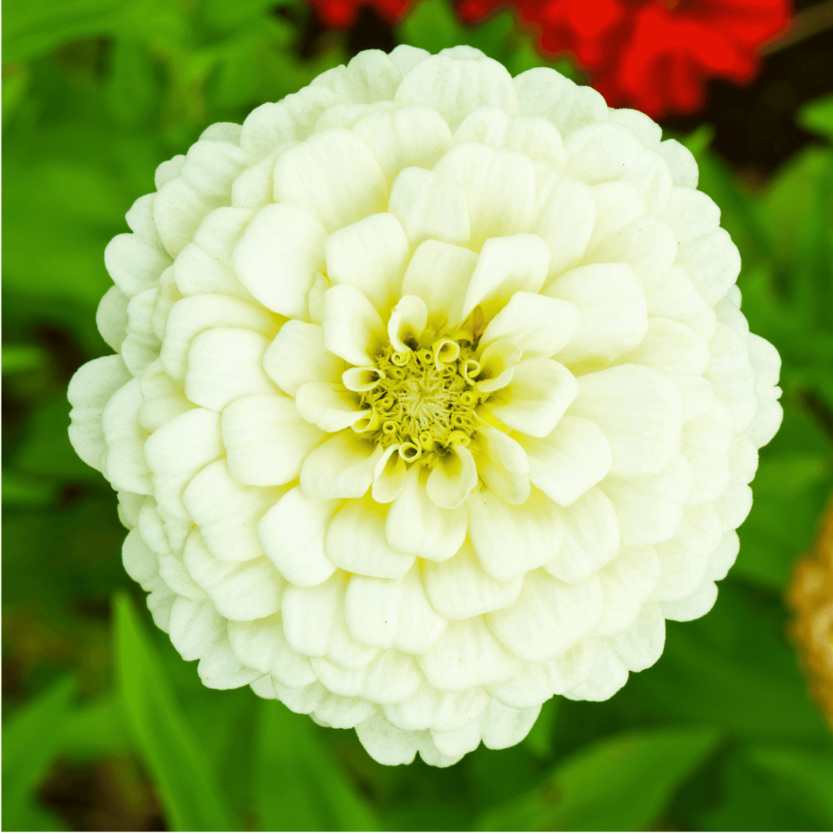 Cranberry Swirl Zinnia – 100 Seeds seed packet from Seed Therapy – American-grown, heirloom seeds