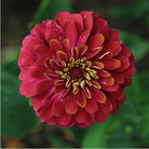 Cranberry Swirl Zinnia – 100 Seeds seed packet from Seed Therapy – American-grown, heirloom seeds