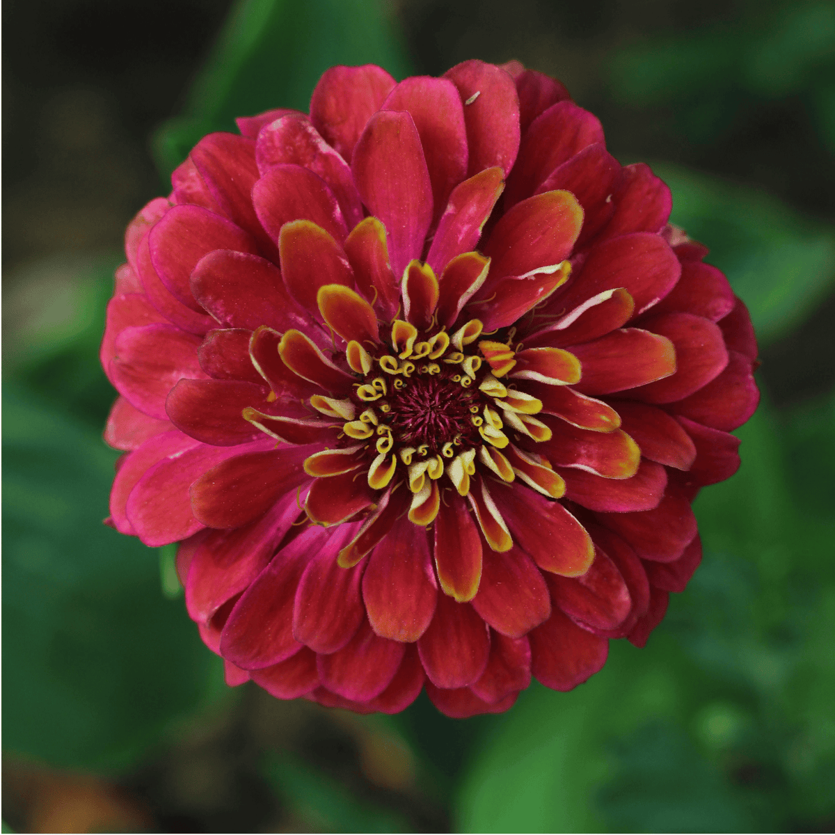 Cranberry Swirl Zinnia – 100 Seeds seed packet from Seed Therapy – American-grown, heirloom seeds
