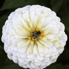 Creamsicle Zinnia – 100 Seeds seed packet from Seed Therapy – American - grown, heirloom seeds