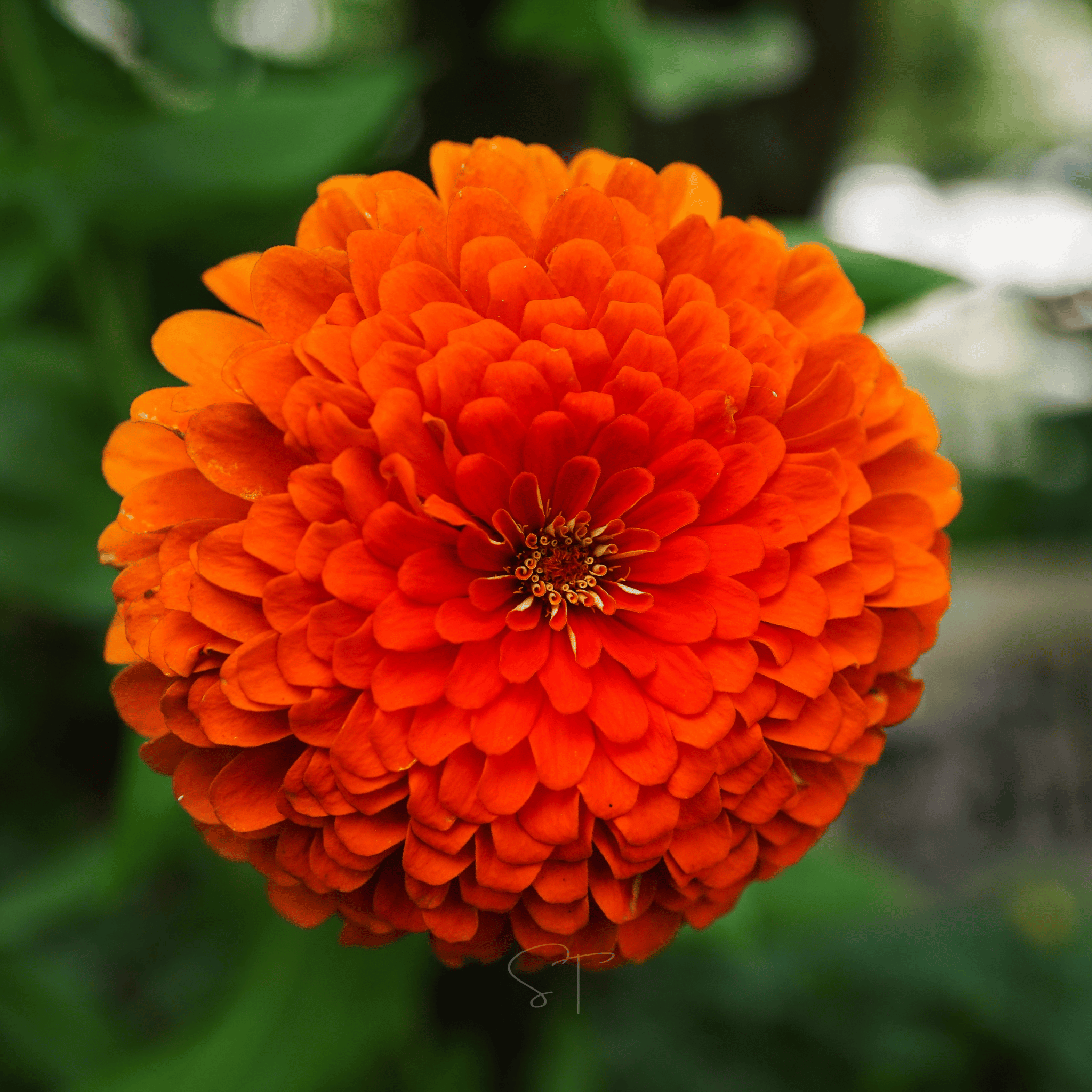 Creamsicle Zinnia – 100 Seeds seed packet from Seed Therapy – American - grown, heirloom seeds