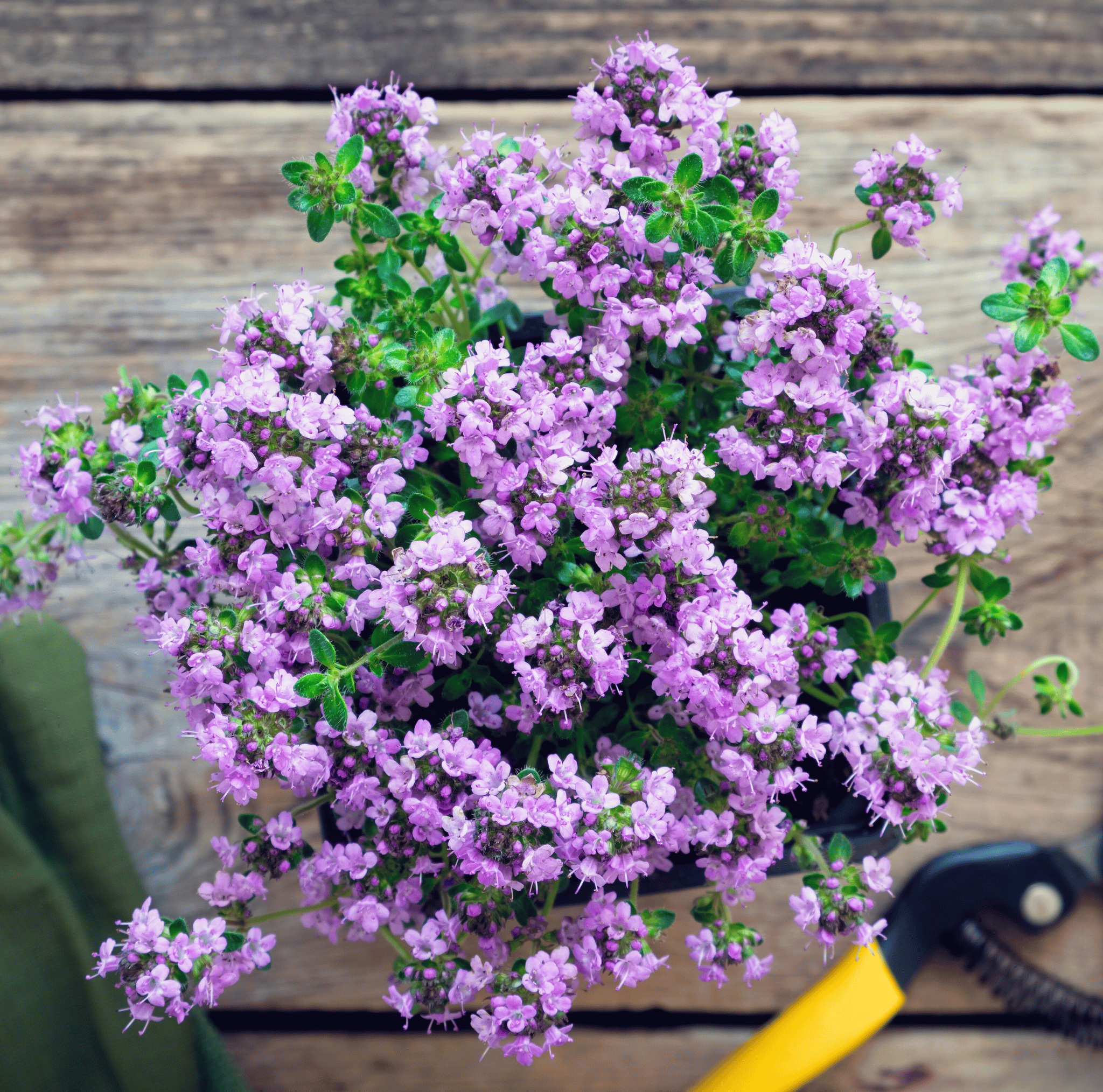 Creeping Thyme – 250 Seeds seed packet from Seed Therapy – American - grown, heirloom seeds