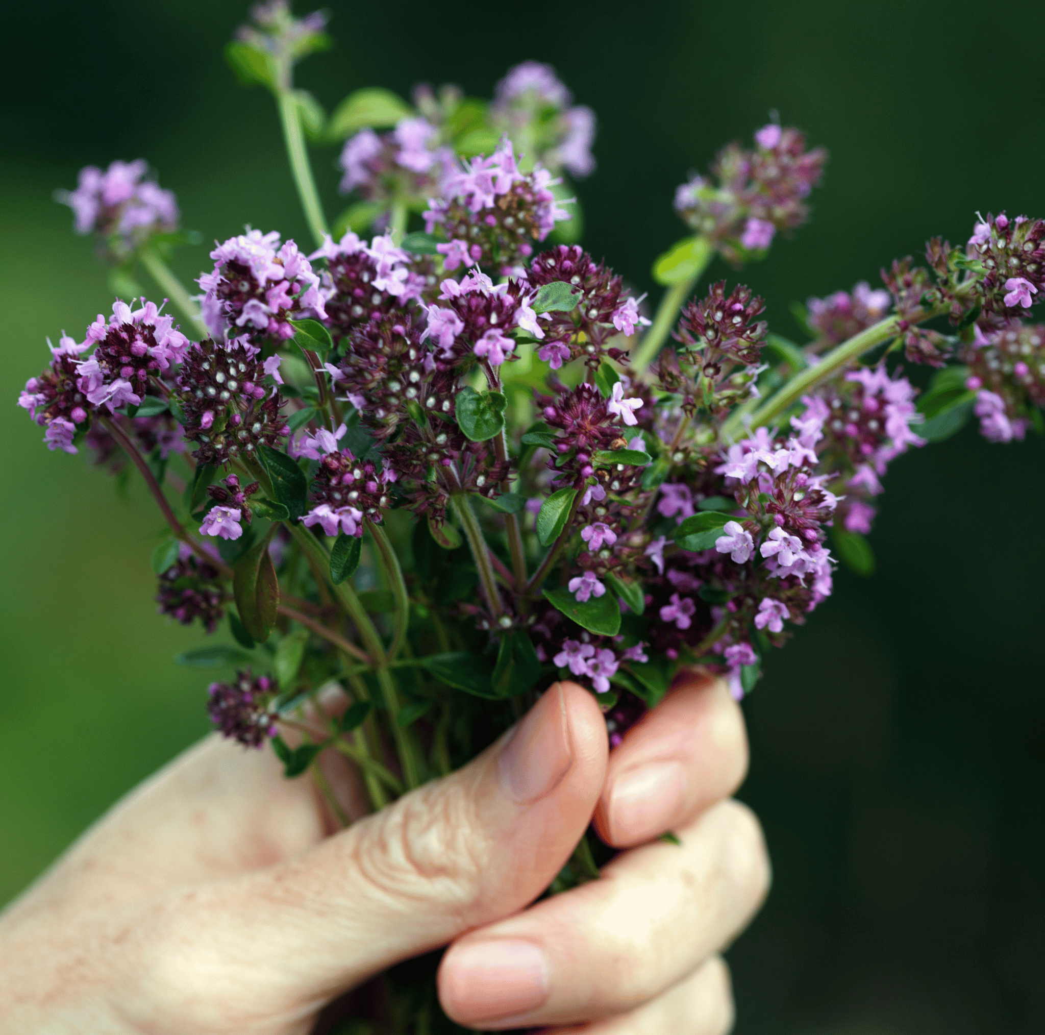 Creeping Thyme – 250 Seeds seed packet from Seed Therapy – American - grown, heirloom seeds