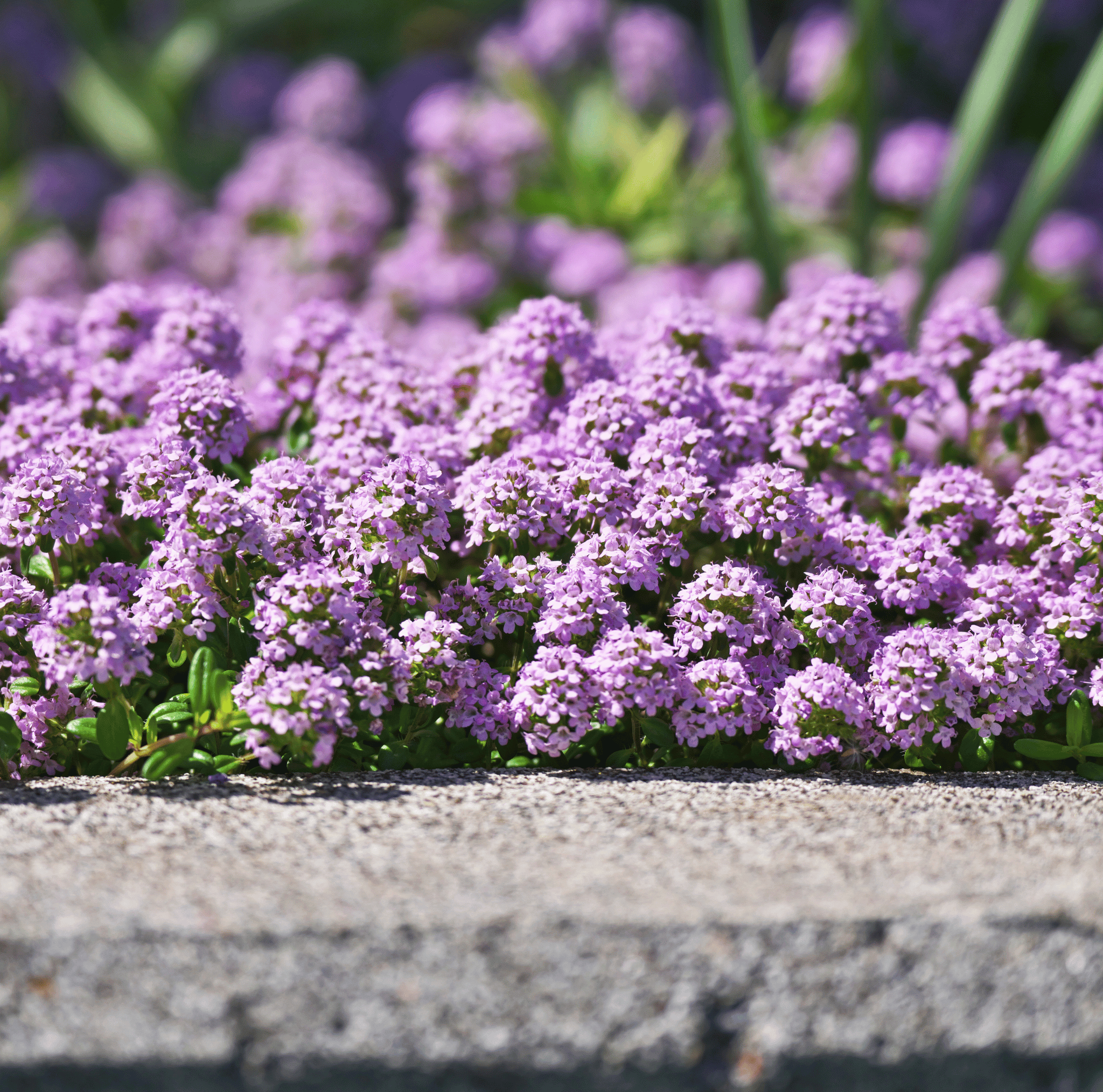 Creeping Thyme – 250 Seeds seed packet from Seed Therapy – American - grown, heirloom seeds