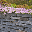 Creeping Thyme – 250 Seeds seed packet from Seed Therapy – American - grown, heirloom seeds